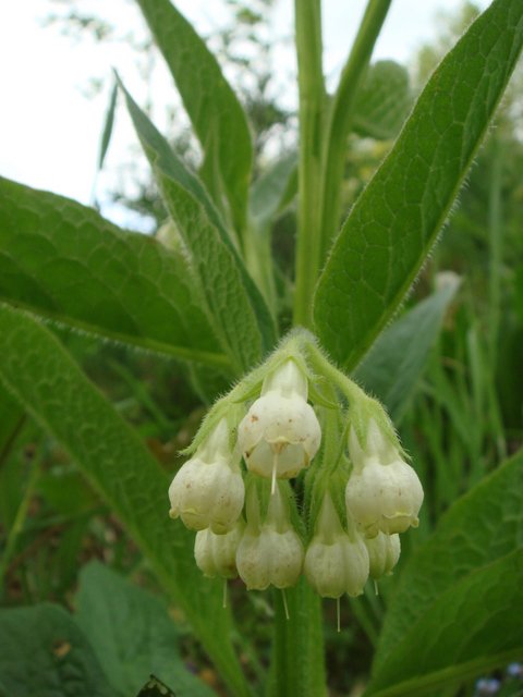 Symphytum officinale forme blanche